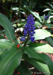 Guadeloupe Août 2015-02808   